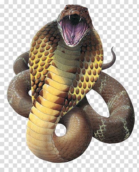 brown cobra, Snake King cobra Reptile Gaboon viper, Cobra Snake File transparent background PNG clipart
