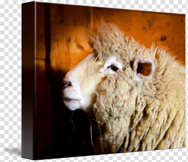 Llama Alpaca Sheep Fauna Wildlife, Mug shot transparent background PNG clipart