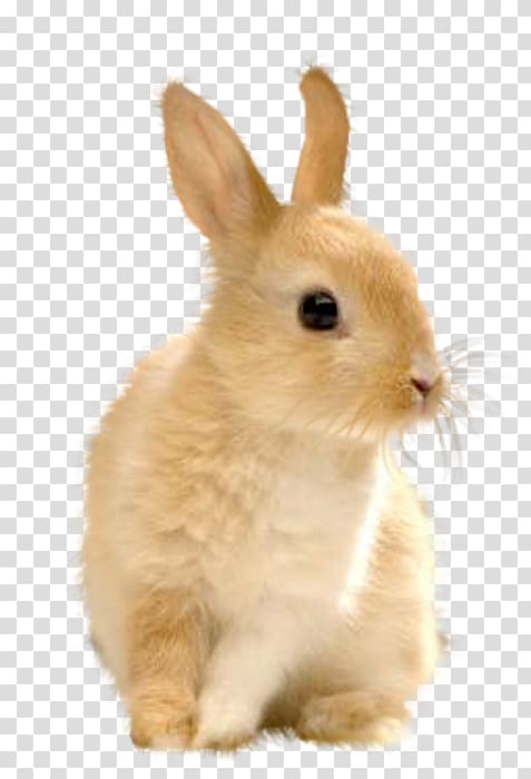 Domestic rabbit European rabbit Easter Bunny Hare, rabbit transparent background PNG clipart