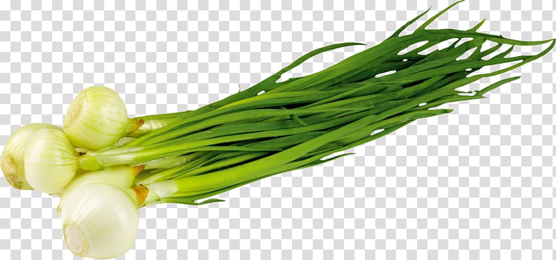 Onion Garlic Borscht Vegetable, herbes transparent background PNG clipart