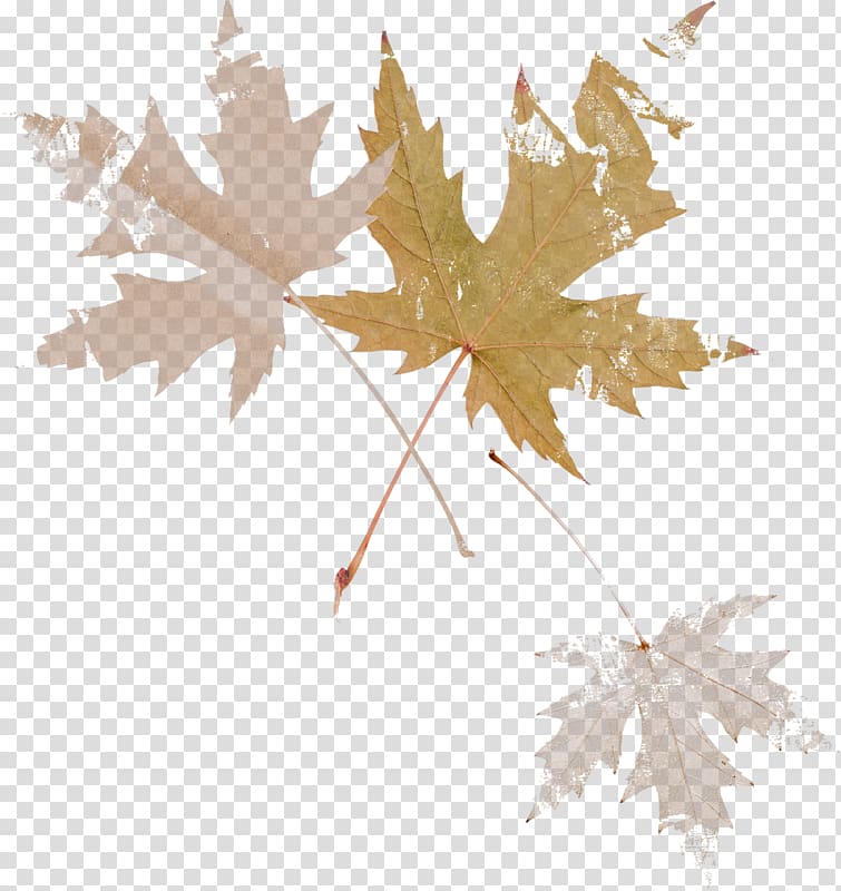 Maple leaf Осенние листья Branch, Leaf transparent background PNG clipart