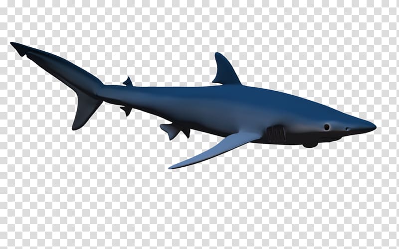 Hammerhead shark , Hammerhead Shark transparent background PNG clipart