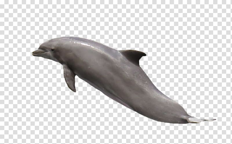 Common bottlenose dolphin Tucuxi, dolphin transparent background PNG clipart