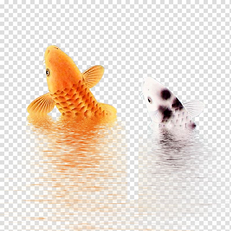 silver and gold koi fishes, Koi , Fish transparent background PNG clipart