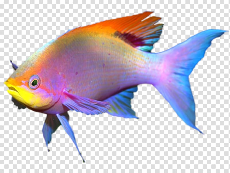 Coral reef fish, fish transparent background PNG clipart