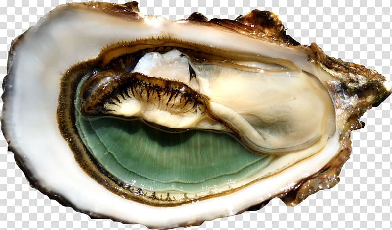 Galway International Oyster Festival Marennes-Oléron Clam Mussel, Concilio Dell'ombra transparent background PNG clipart