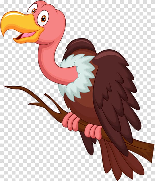 Turkey vulture Bird , Bird transparent background PNG clipart