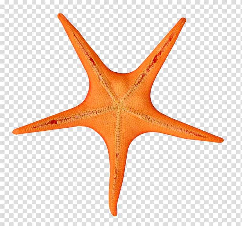 orange starfish, , Star Fish transparent background PNG clipart