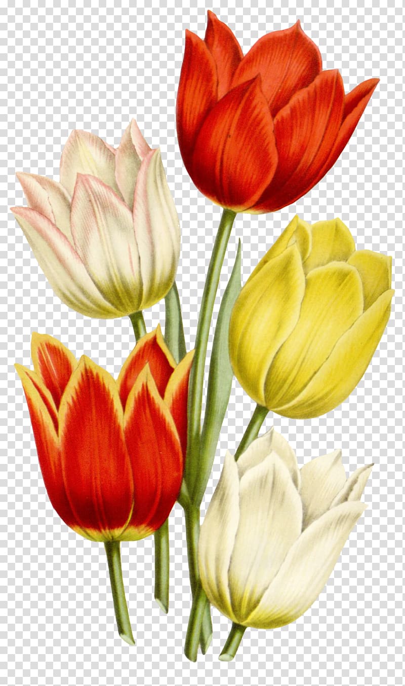 Watercolor painting Drawing Flower, tulip transparent background PNG clipart