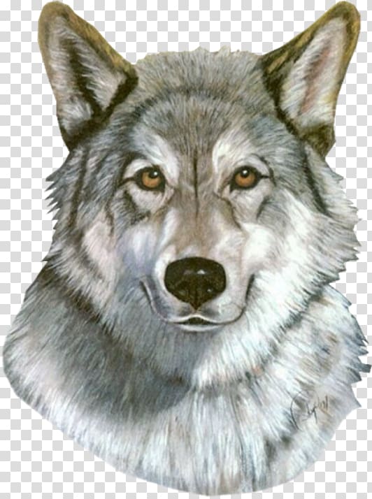 Saarloos wolfdog Tamaskan Dog Utonagan Coyote Alaskan tundra wolf, others transparent background PNG clipart