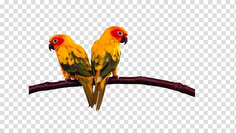 Lovebird Budgerigar Cockatoo Conure, Two parrots on the branches transparent background PNG clipart