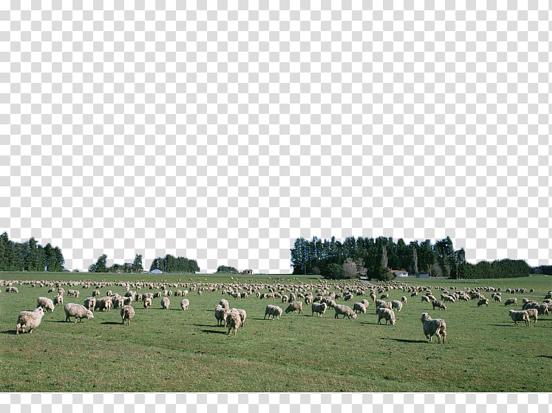 Sheep Cattle Goat Grassland Agriculture, Cattle and sheep on the grassland transparent background PNG clipart