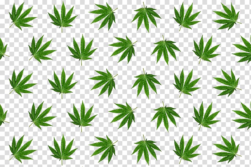 cannabis , Leaf Hemp Cannabis, Cannabis leaves tiled transparent background PNG clipart