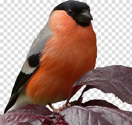 Bird Eurasian bullfinch Zoo Beak Garden, Bird transparent background PNG clipart