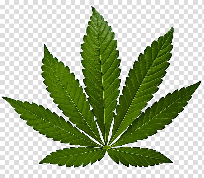 Cannabis sativa Marijuana Hemp Leaf, effects marijuana transparent background PNG clipart