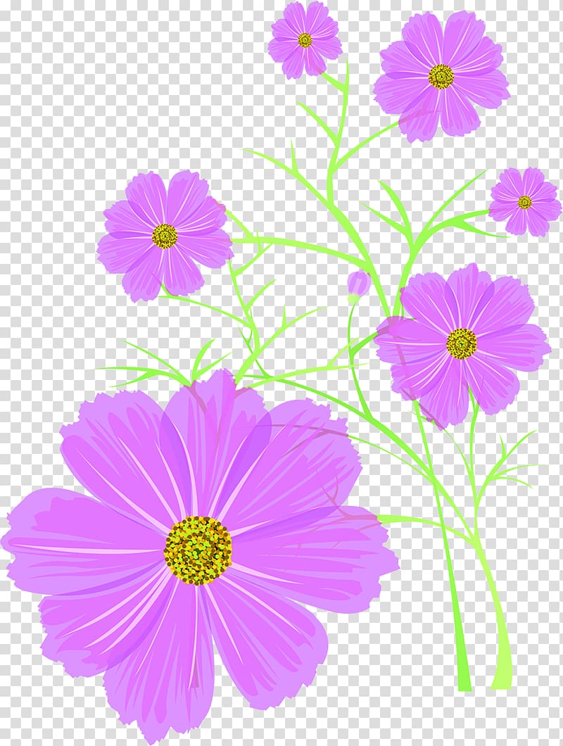 Woman, Cosmos flower transparent background PNG clipart