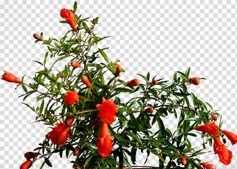 Birds eye chili u5e38u898bu82b1u5349 Pomegranate Bonsai, Free to pull the material pomegranate tree transparent background PNG clipart