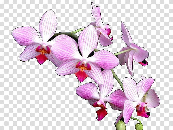 Phalaenopsis equestris Orchids Crimson Cattleya Flower Dendrobium, flower transparent background PNG clipart