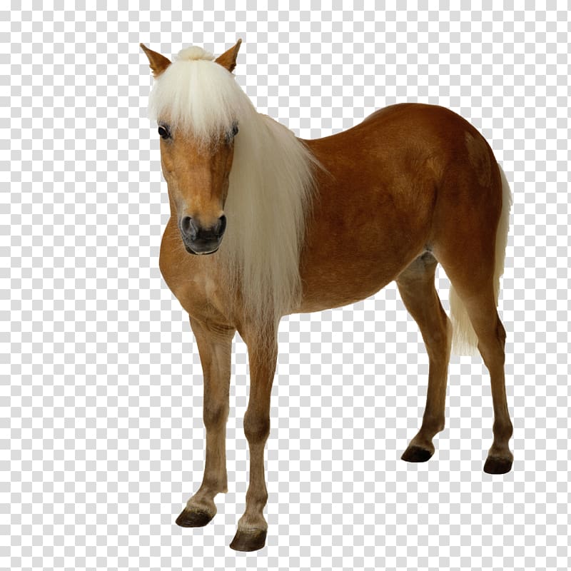 Horse Computer Icons , horse transparent background PNG clipart