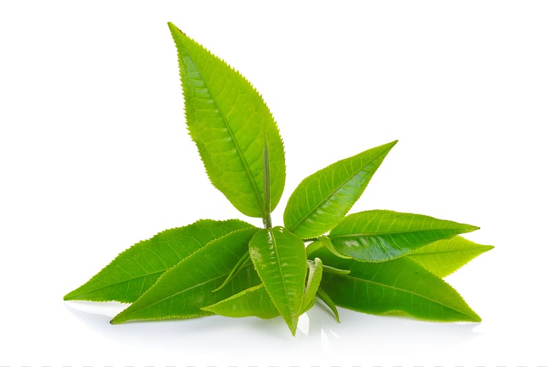 Green tea Matcha Oolong Darjeeling tea, tea transparent background PNG clipart