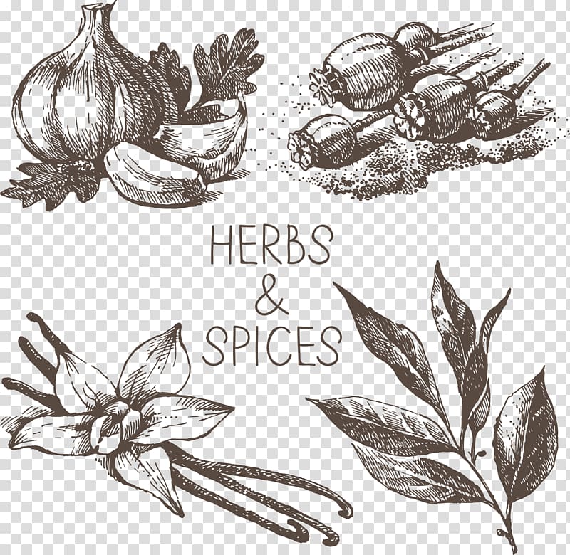 herb and spices sketch, Drawing , Floating herbs spices transparent background PNG clipart
