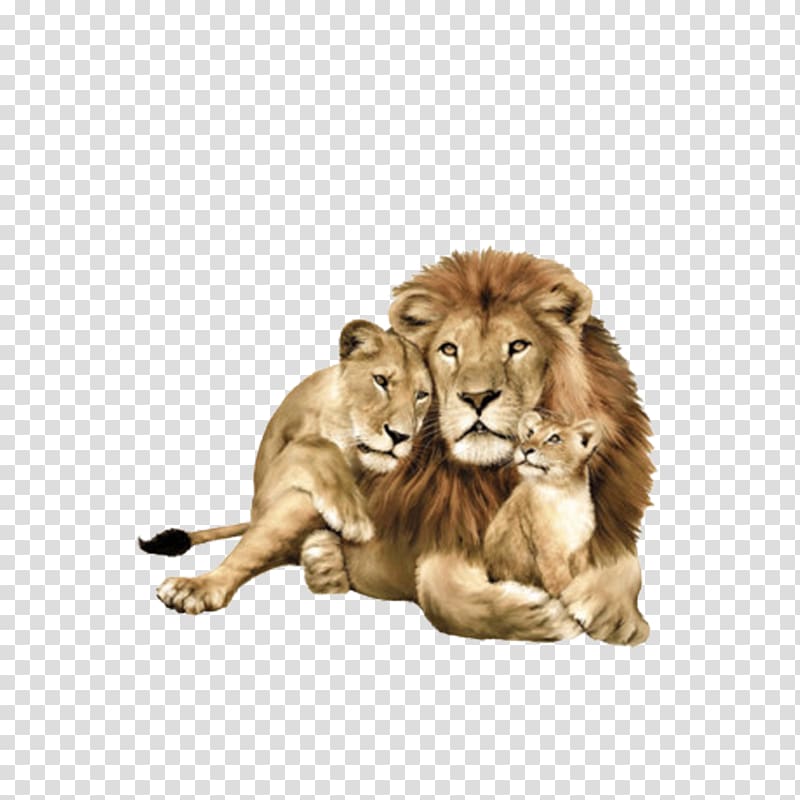 family of three lion illustration, Lipizzan Lionhead rabbit Cat Family, lion transparent background PNG clipart