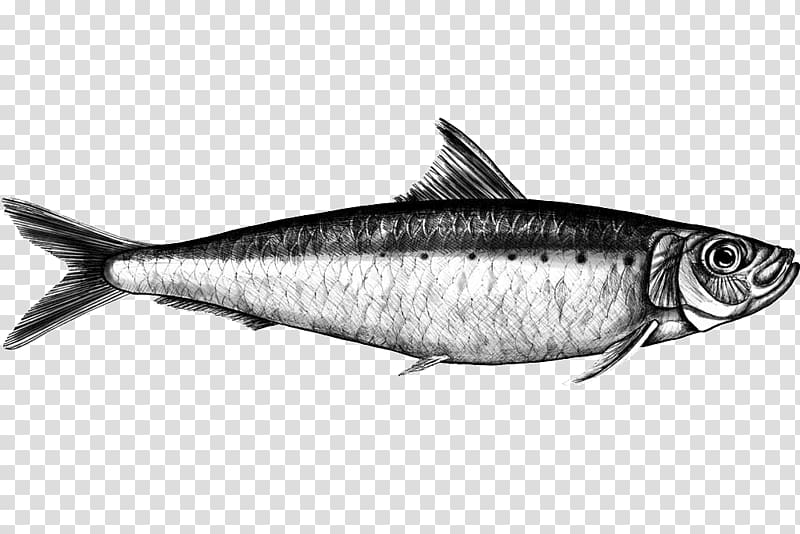 Sardine Mackerel Fish products Milkfish, fish transparent background PNG clipart