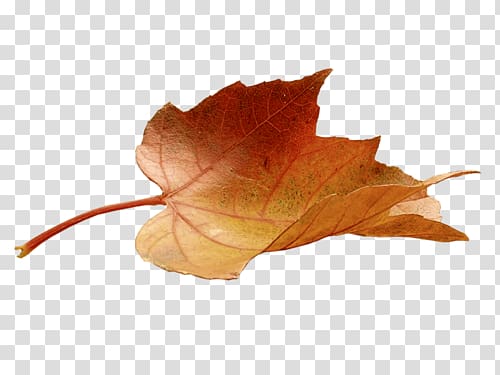 Maple leaf Autumn leaf color Leaf painting, Leaf transparent background PNG clipart