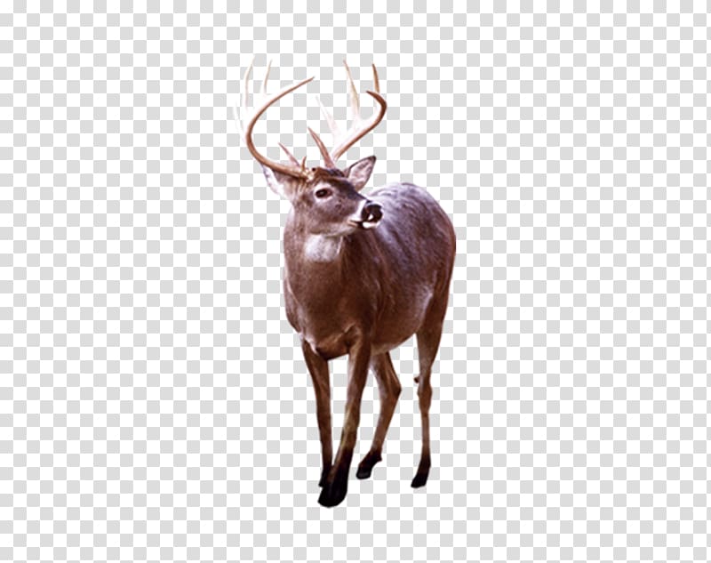 Reindeer Elk White-tailed deer Antler, Cartoon long angle deer transparent background PNG clipart