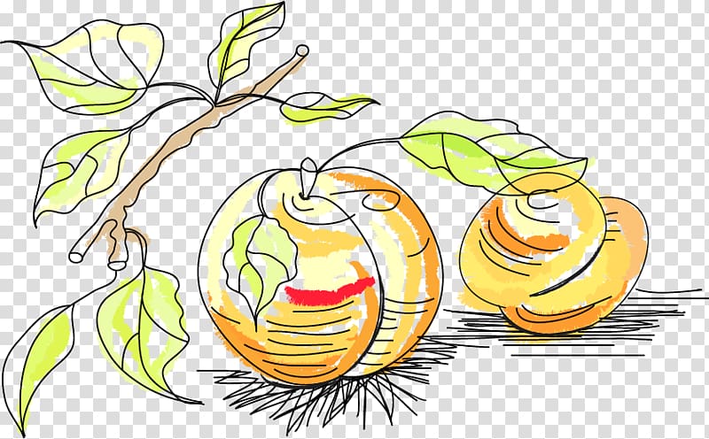 Fruit Drawing , Pumpkin Drawing material transparent background PNG clipart