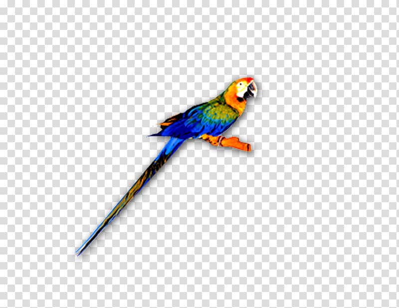 Macaw Lories and lorikeets Feather Parakeet Beak, parrot transparent background PNG clipart