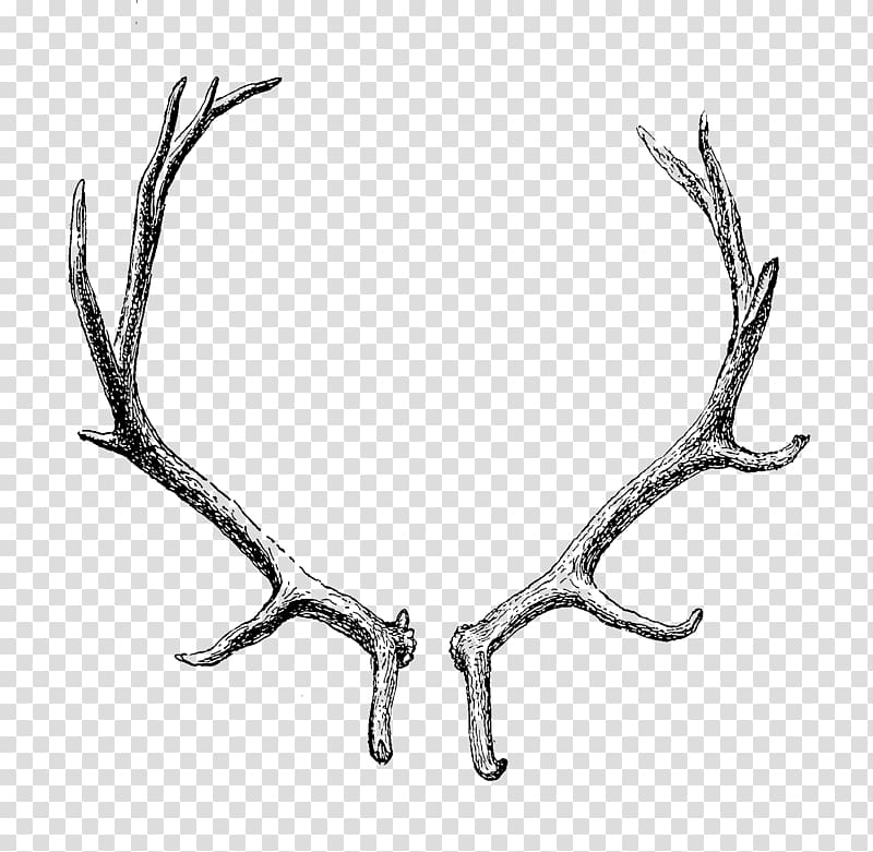 Reindeer Antler Horn , transparent background PNG clipart