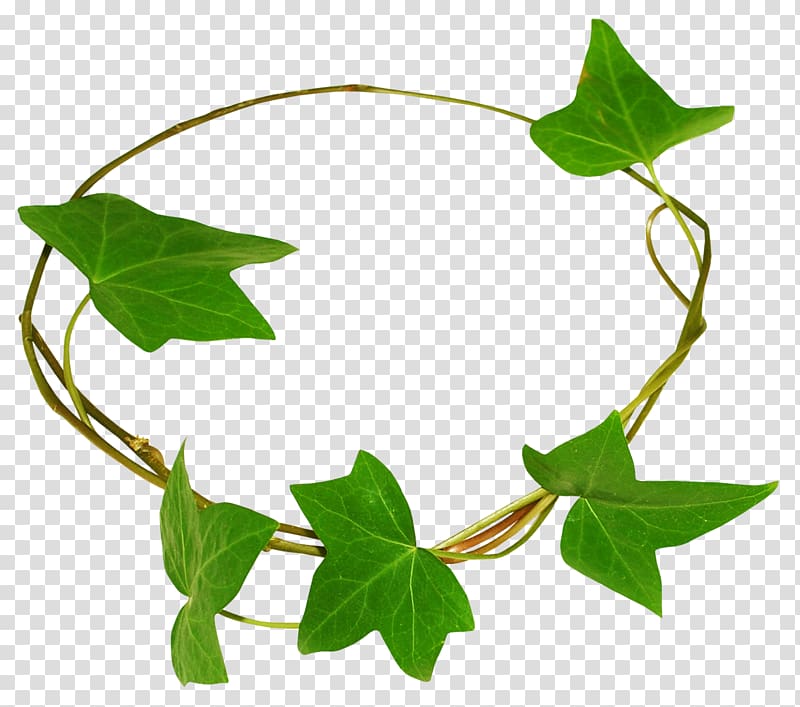 Ivy Bindweeds , others transparent background PNG clipart