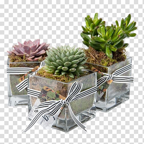 Houseplant Succulent plant Cactaceae Flowerpot, succulent transparent background PNG clipart