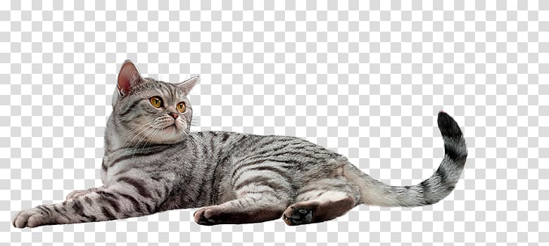 Dragon Li American Shorthair Toyger American Wirehair California spangled, kitten transparent background PNG clipart
