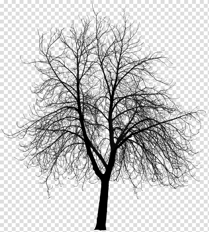 Tree , tree top transparent background PNG clipart