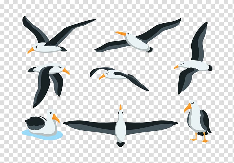 Seabird Penguin, albatross transparent background PNG clipart