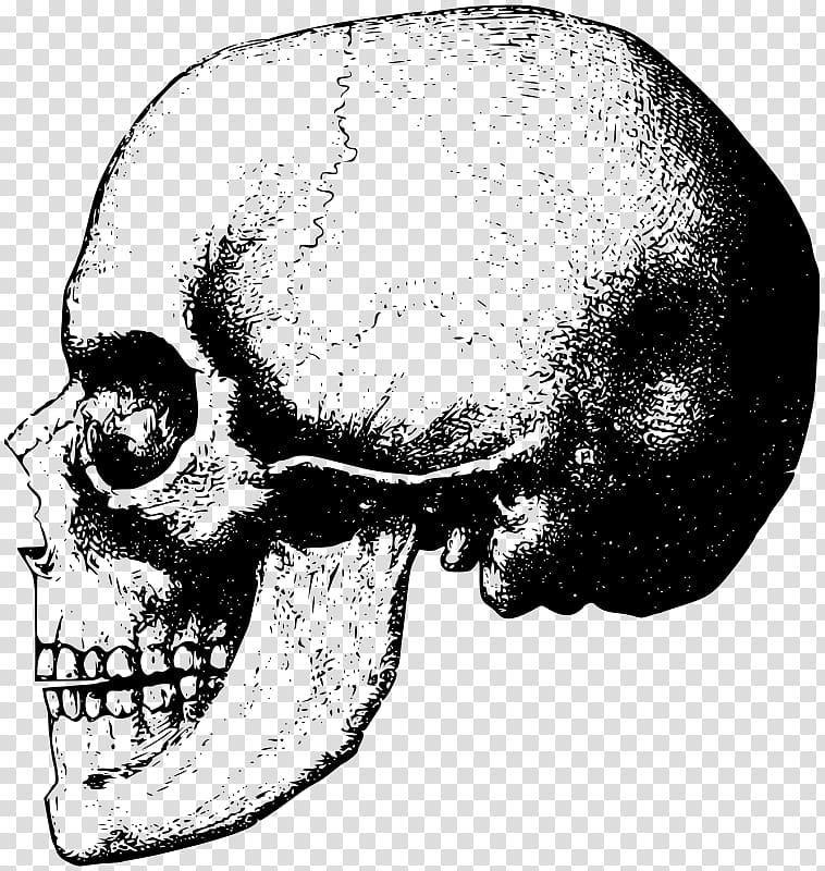 Skull Bone Skeleton , cranial skeleton transparent background PNG clipart