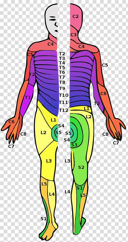Dermatome Spinal cord injury Spinal nerve Vertebral column, neck bloodstain transparent background PNG clipart