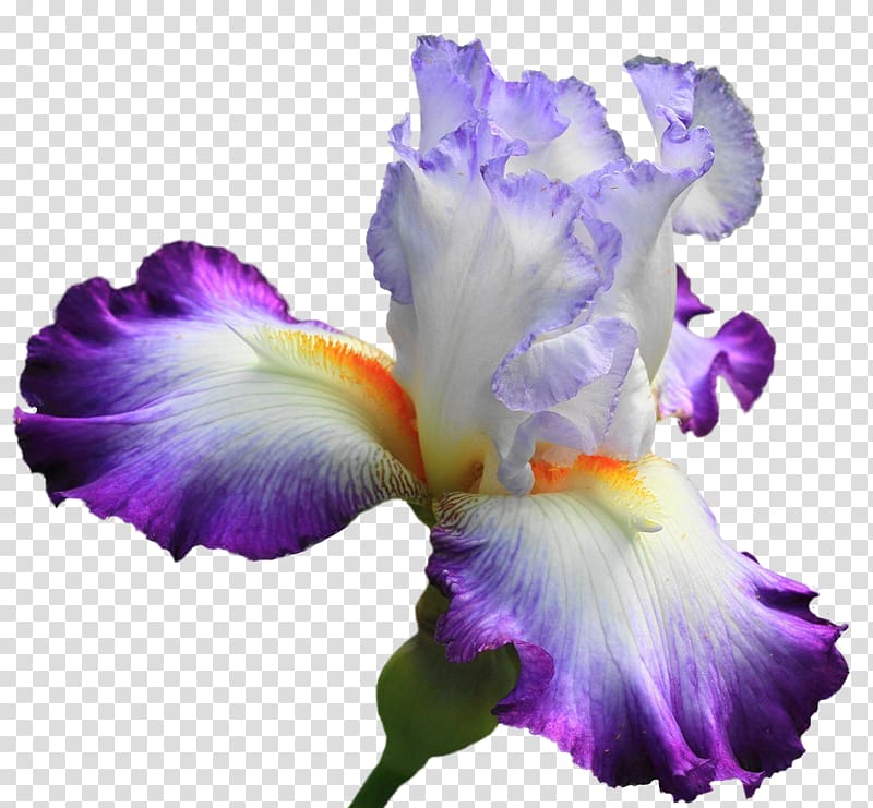 Irises Flower Lilium , flower transparent background PNG clipart
