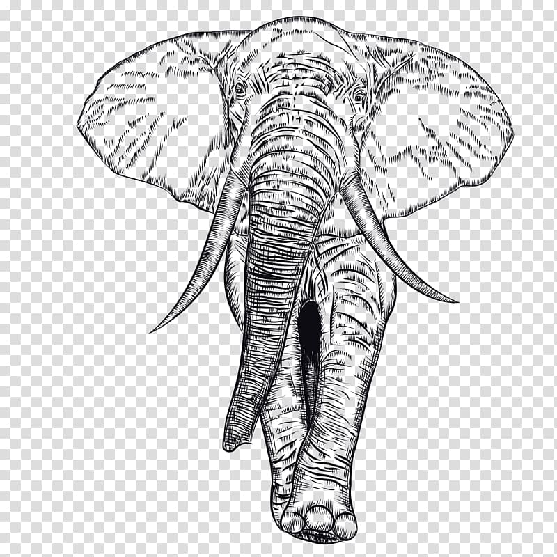 African elephant Indian elephant Illustration, black elephant transparent background PNG clipart