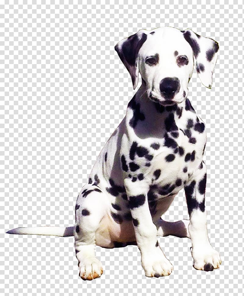 Dalmatian dog Dog breed Companion dog The Dalmatian United States, united states transparent background PNG clipart