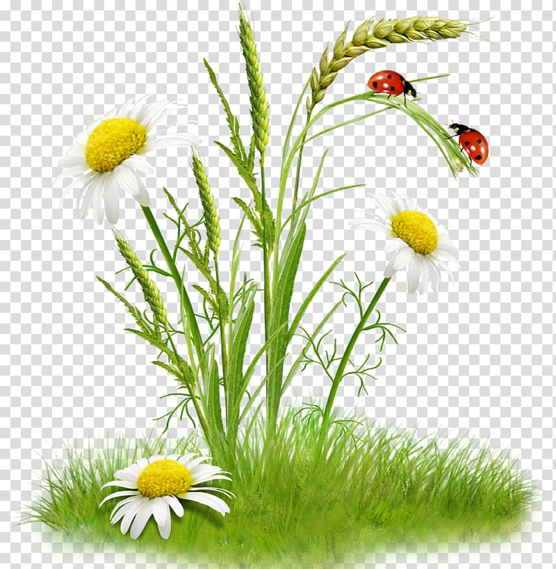 Flower bouquet , chamomile transparent background PNG clipart