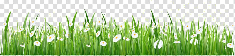 grass border texture transparent background PNG clipart