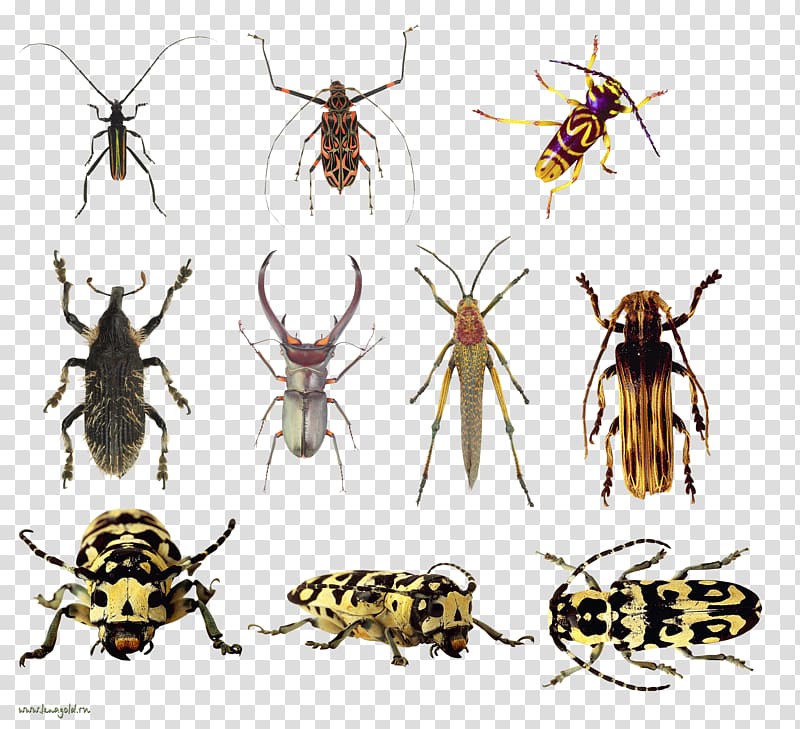 Beetle Weevil Fly , bee transparent background PNG clipart
