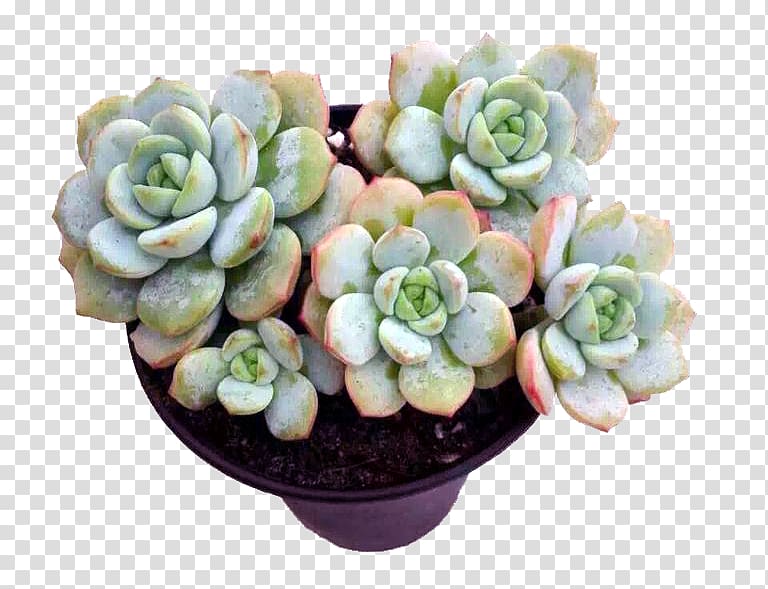 Succulent plant Euclidean , succulent plants transparent background PNG clipart