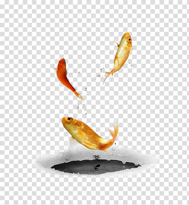 three goldfishes , Bear Common carp Fish u718au306eu624b, fish transparent background PNG clipart