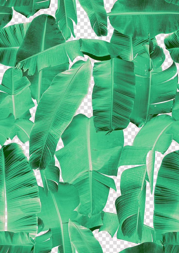 palm leaf transparent background PNG clipart