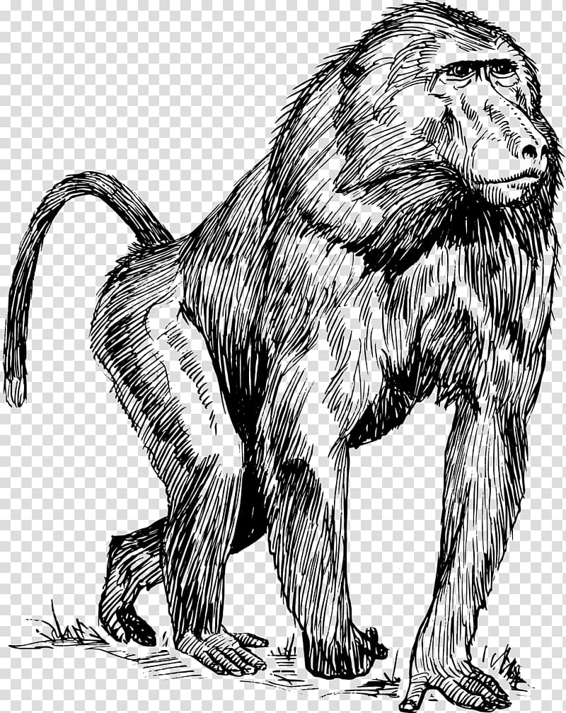 Mandrill Drawing Hamadryas baboon , monkey transparent background PNG clipart
