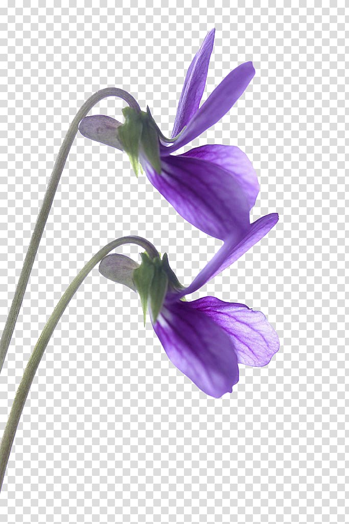 Violet Flower Drawing Purple , others transparent background PNG clipart